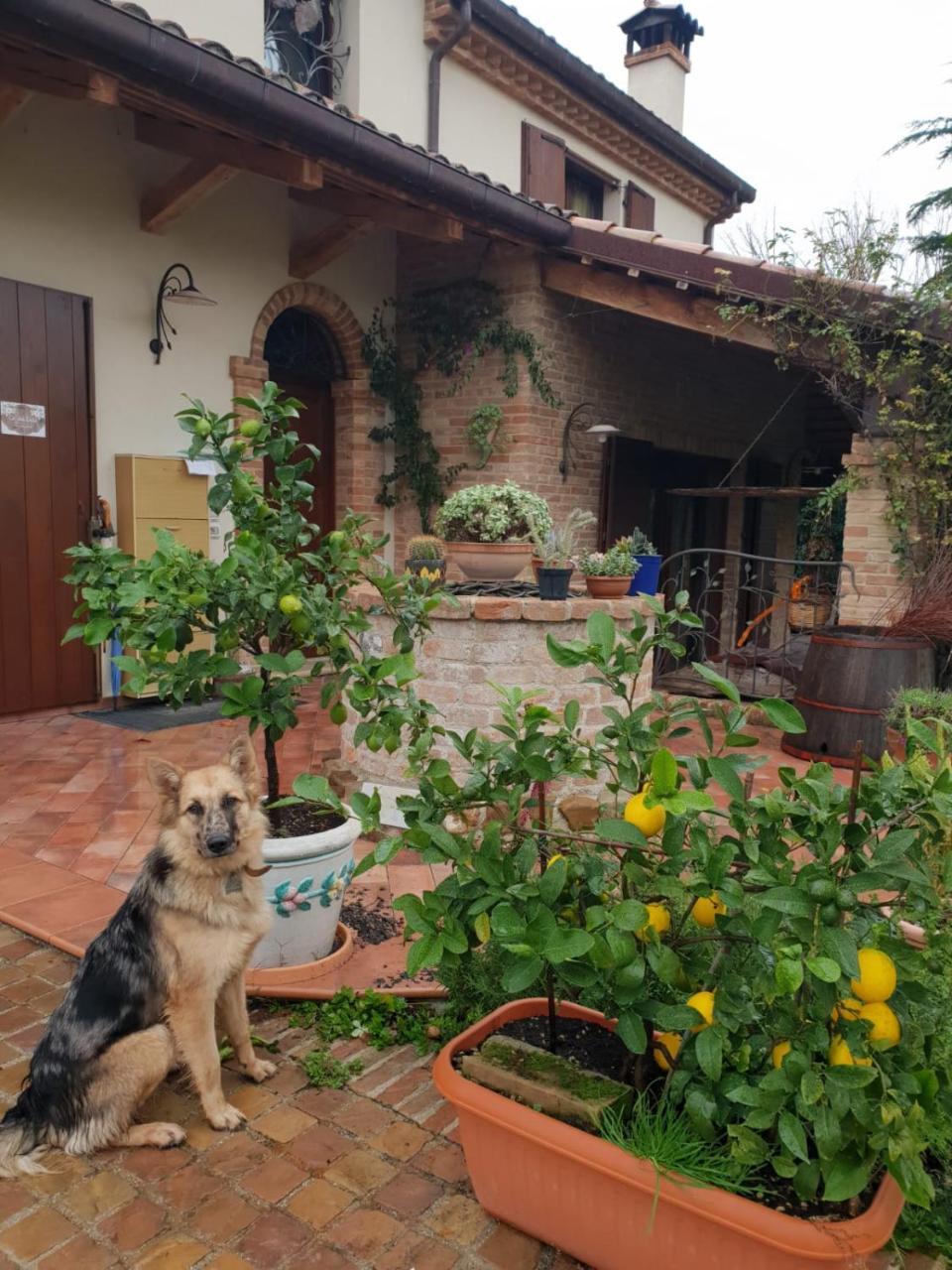 Ca' Dei Gelsi B & B Coriano Extérieur photo