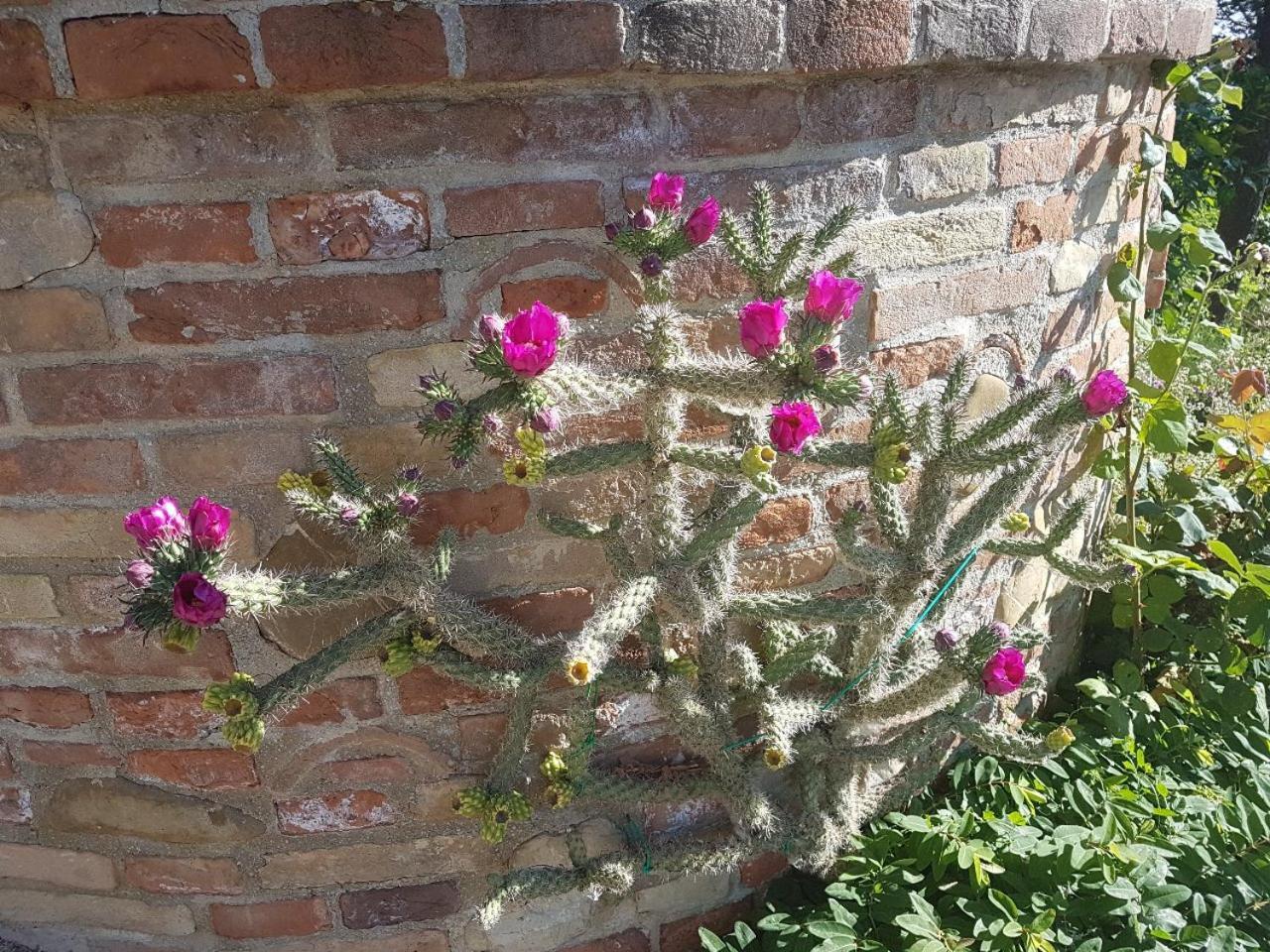 Ca' Dei Gelsi B & B Coriano Extérieur photo